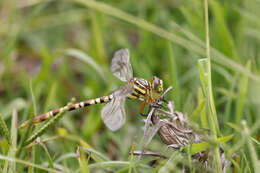 Image of Aphylla theodorina (Navás 1933)