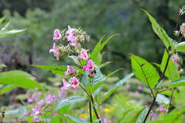 Imagem de Impatiens sulcata Wall.