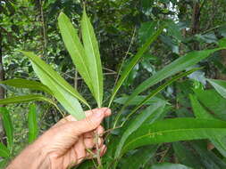 Image of Elaeocarpus kirtonii F. Müll. ex F. M. Bailey