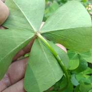 Image of Four-leaved Sorrel