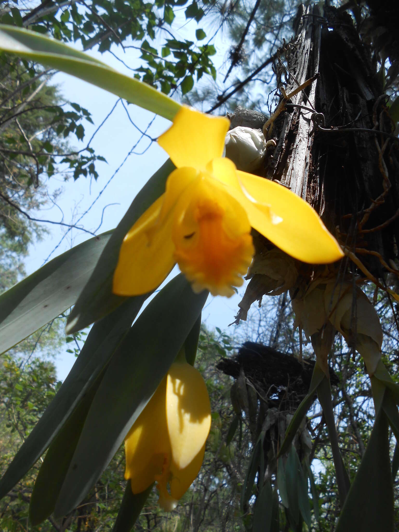 Image of Daffodil orchid