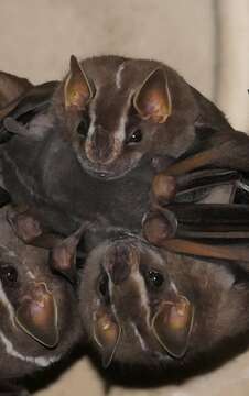 Image of white-lined broad-nosed bat