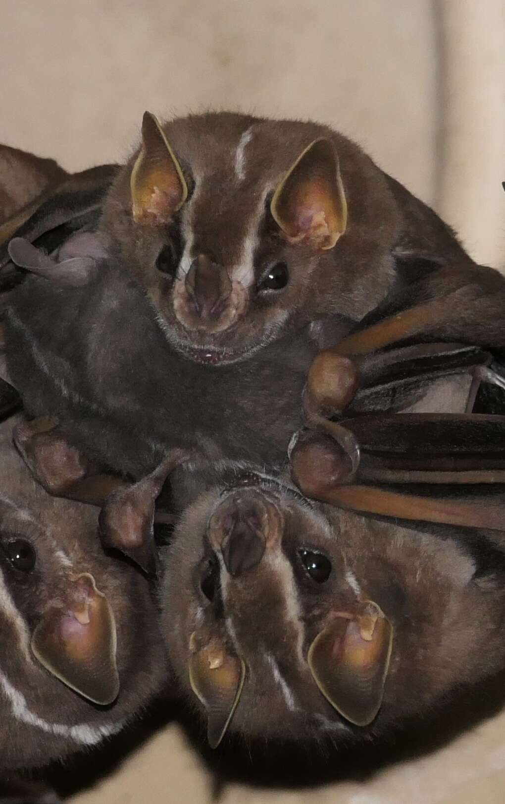 Image of white-lined broad-nosed bat