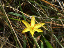 Image of Timberland Blue-Eyed-Grass