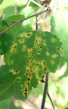 Image of Puccinia plagianthi McAlpine 1895