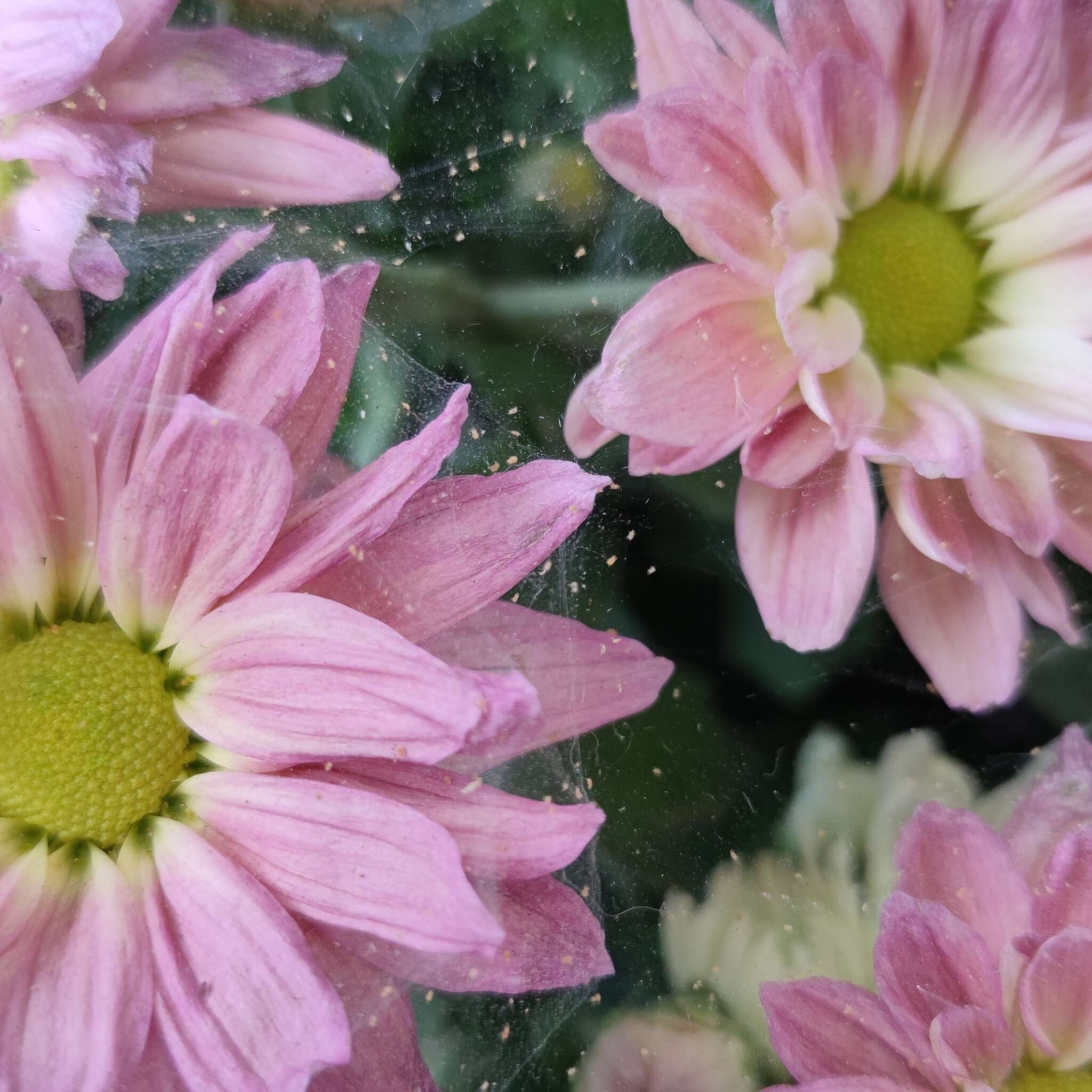 Image of Two-spotted spider mite