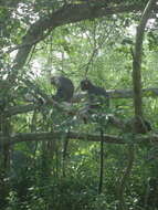 Image of Trachypithecus selangorensis Roos, Nadler & Walter 2008