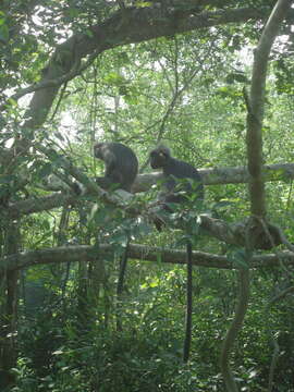 Слика од Trachypithecus selangorensis Roos, Nadler & Walter 2008