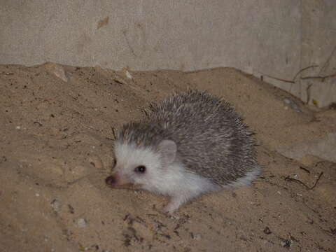 Image of Four-toed Hedgehog