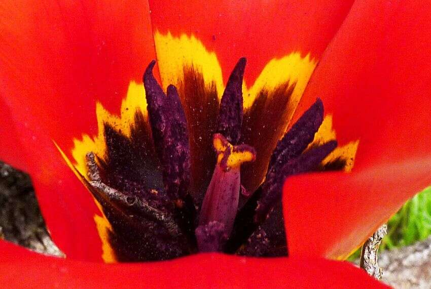 Image of Tulipa fosteriana W. Irving