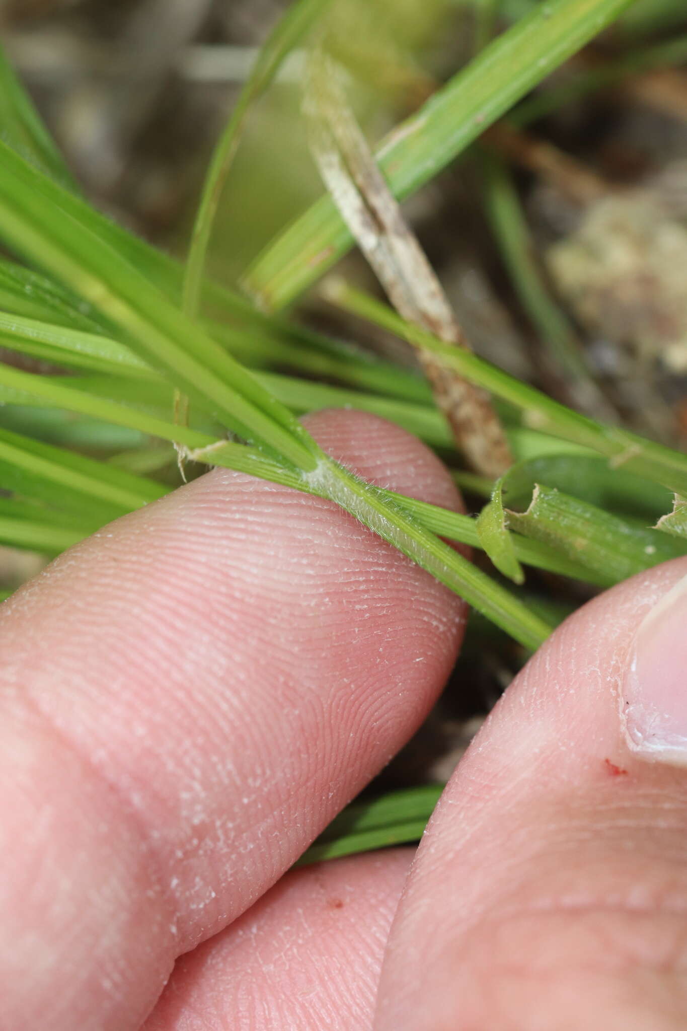 Image of Swan's sedge