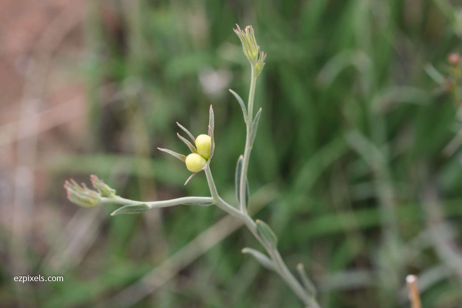 Plancia ëd Menodora scabra Engelm. ex A. Gray