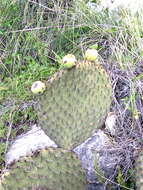 Image of Opuntia huajuapensis Bravo