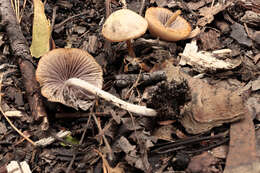 Image of Psathyrella pseudogracilis (Romagn.) M. M. Moser 1967