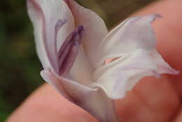 Image de Gladiolus densiflorus Baker