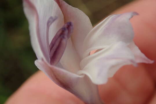 Image of Gladiolus densiflorus Baker