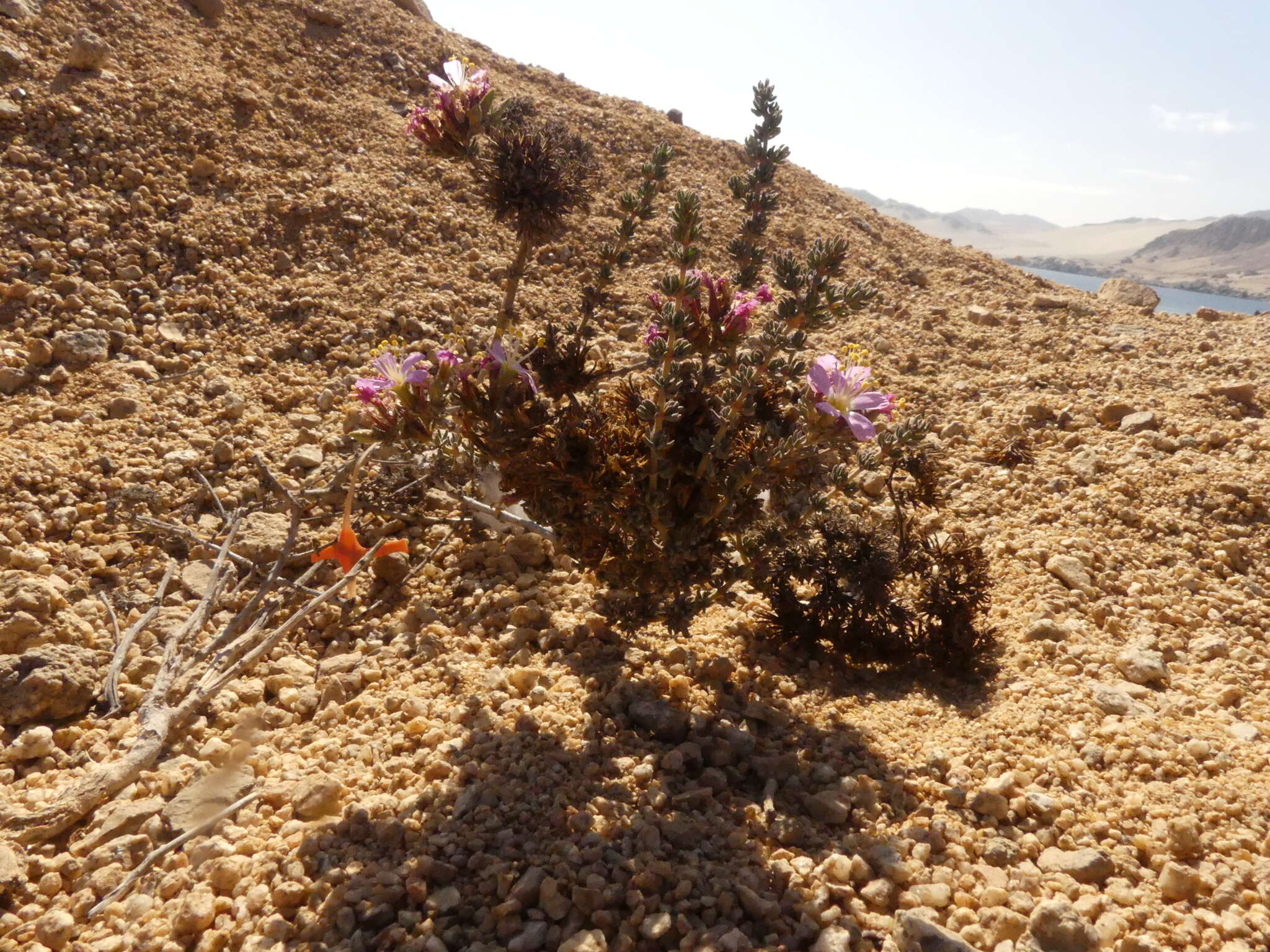 Image of Frankenia chilensis Presl