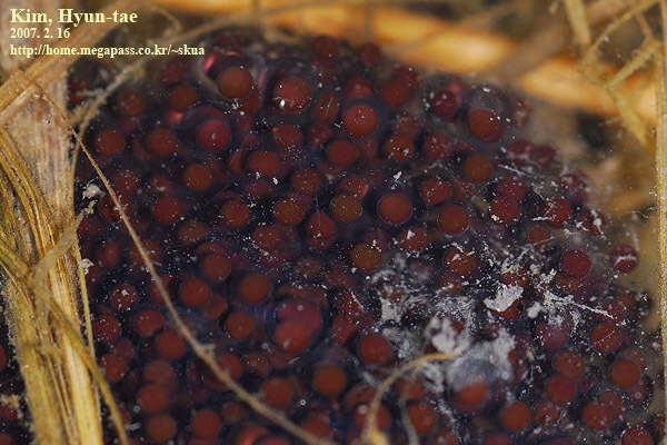 Image of Amur Brown Frog. Han-Guk-San-Gae-Gu-Ri