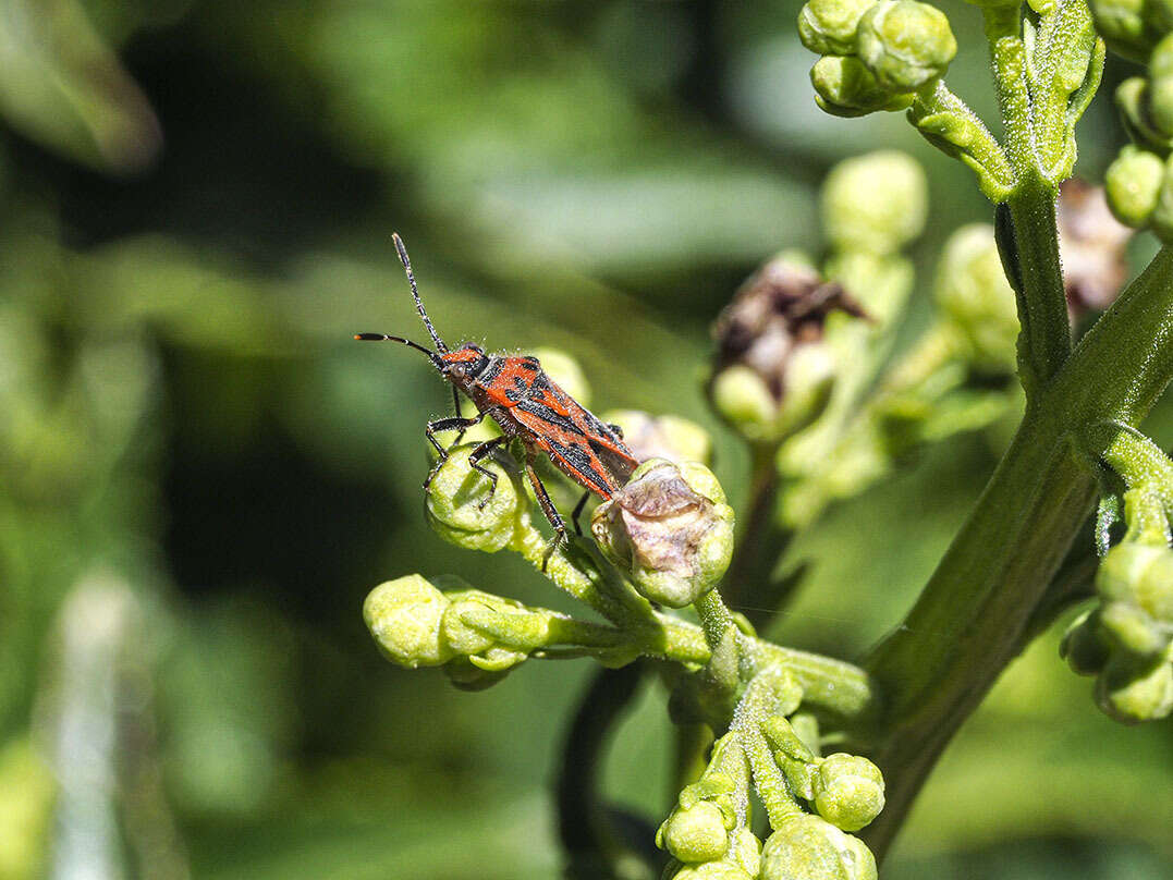 Image of Corizus hyoscyami nigridorsum (Puton 1874)