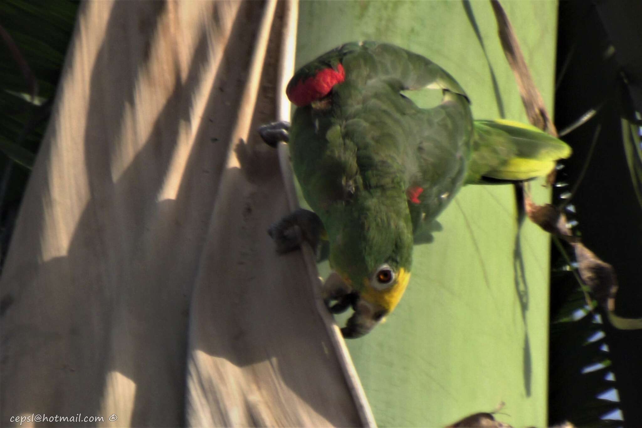 Image of Yellow-crowned Parrot, Yellow-crowned Amazon