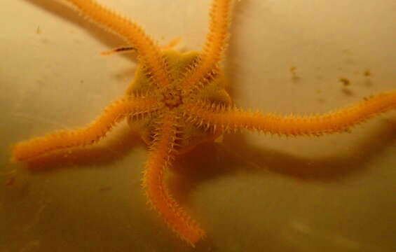 Image of brittlestar