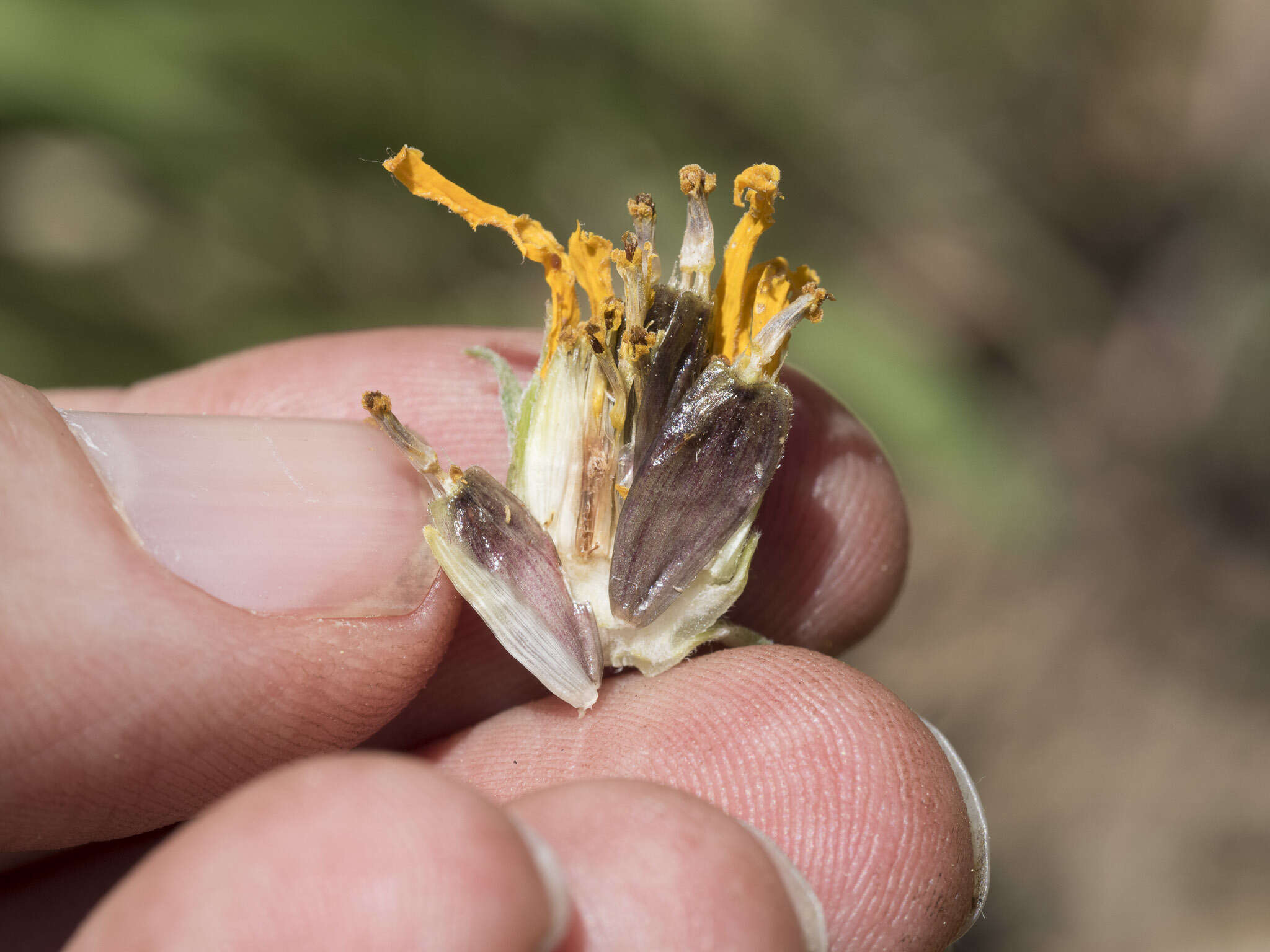 Image of Nevada helianthella