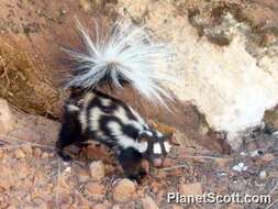 Image of Western Spotted Skunk