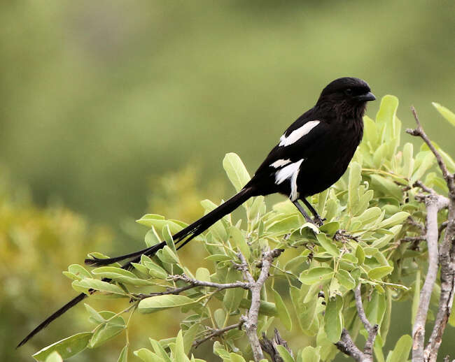 Слика од Lanius melanoleucus