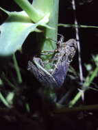 Image of Proarna bufo Distant 1905