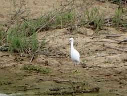 Sivun Egretta garzetta garzetta (Linnaeus 1766) kuva