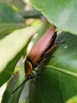 Image of Ellipsidion amplum Hebard 1943