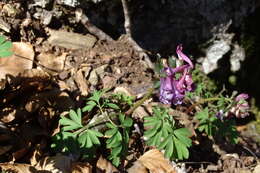 Image of Corydalis solida subsp. solida