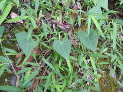 Image of Solena amplexicaulis (Lam.) Gandhi ex Saldanha & Nicolson