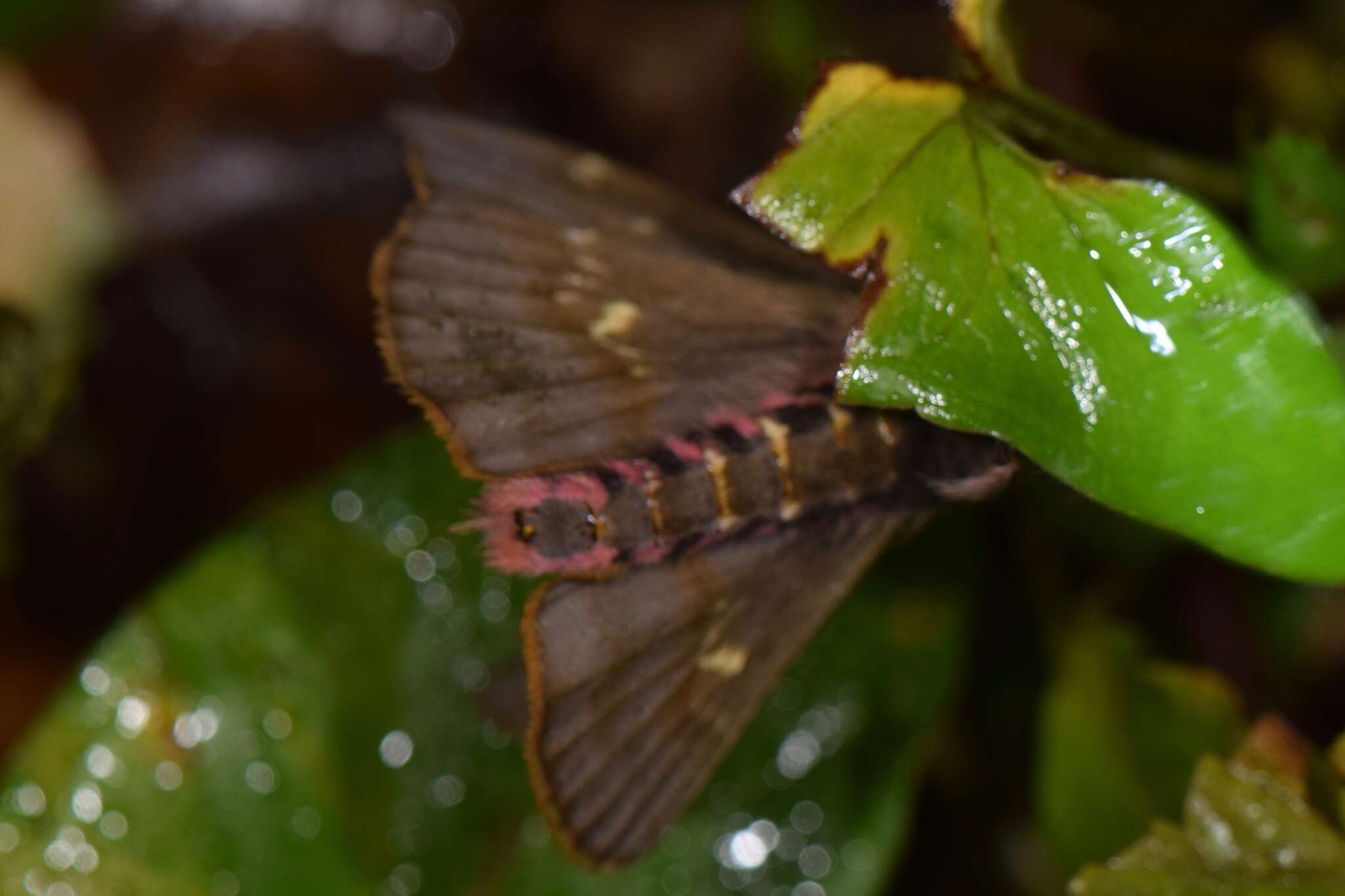 Image of Paradirphia winifredae Lemaire & Wolfe (1990)