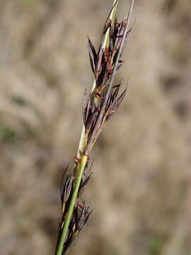 Tetraria cuspidata (Rottb.) C. B. Clarke的圖片