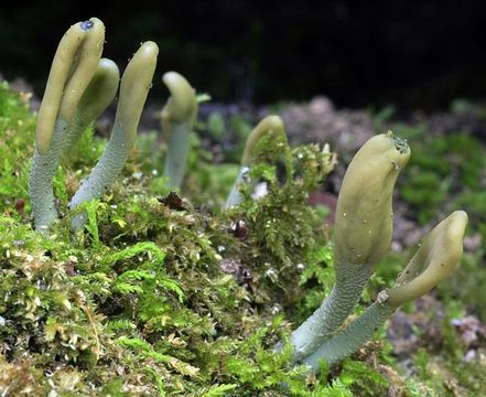 Image of green earth tongues
