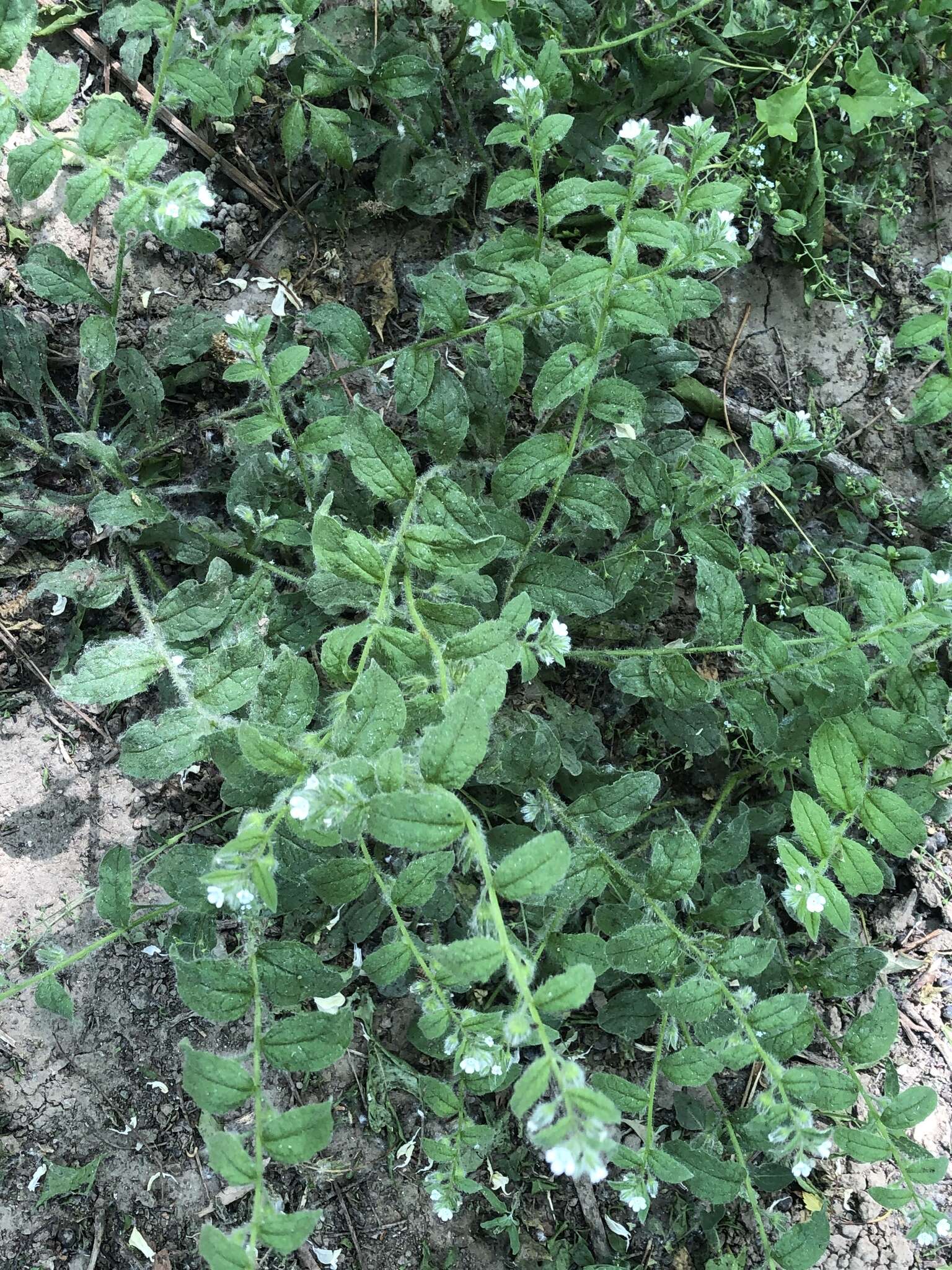 Image of Bothriospermum chinense Bunge