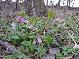 Image of Helleborus × hybridus H. Vilm.