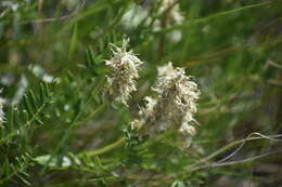 Image of prairie milkvetch