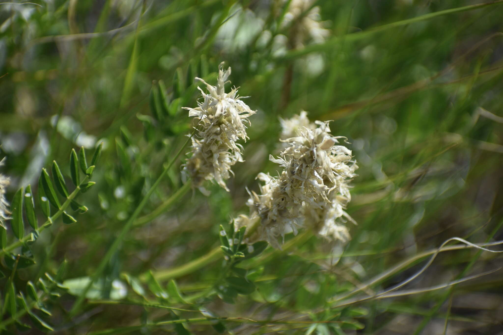 Image of prairie milkvetch