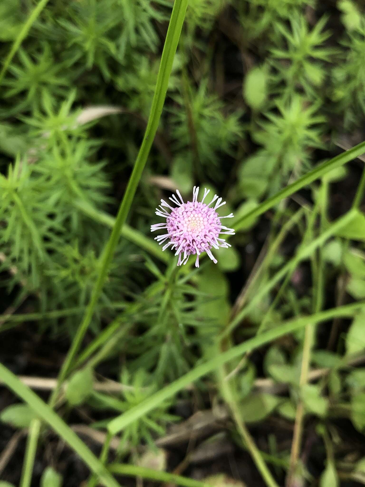 صورة Sclerolepis uniflora (Walt.) Britt., Sterns & Pogg.