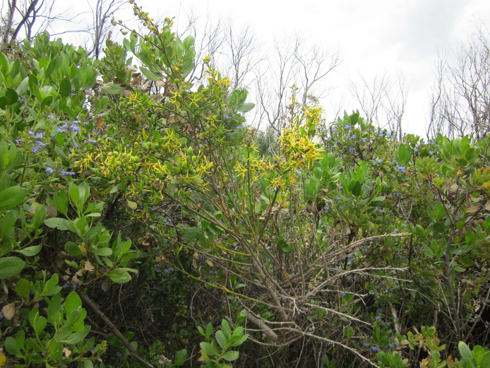 Image of Anthocercis littorea Labill.