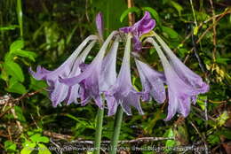 Слика од Hippeastrum reticulatum (L'Hér.) Herb.