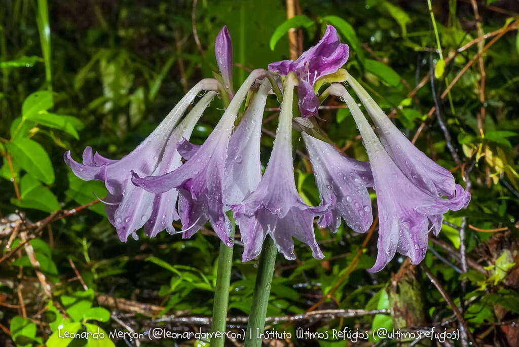 صورة Hippeastrum reticulatum (L'Hér.) Herb.