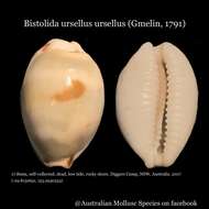 Image of Bistolida ursellus ursellus (Gmelin 1791)