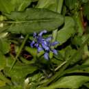 Image of Scilla nivalis Boiss.