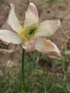 Image of cutleaf anemone