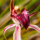 Image of Bats Ridges spider orchid