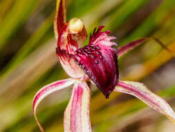 Image of Bats Ridges spider orchid