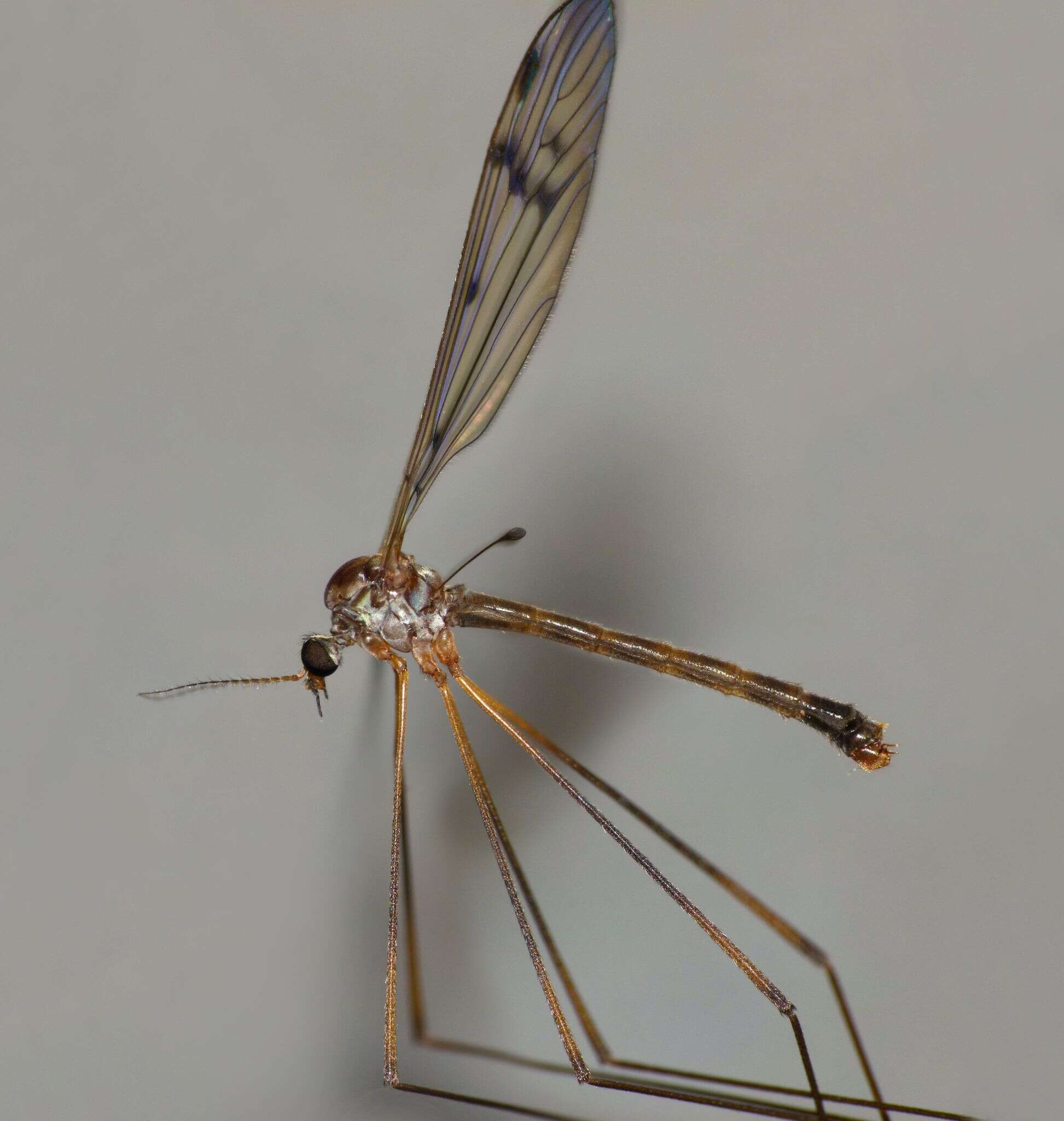 Imagem de Limnophilella serotina (Alexander 1922)